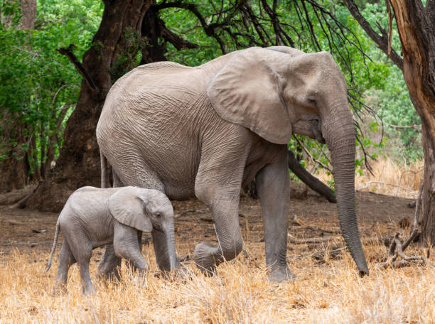 istock African Elephant Mother And Calf 1072049958