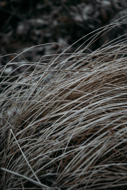 istock Reeds in winter, beautiful winter background 1072051770