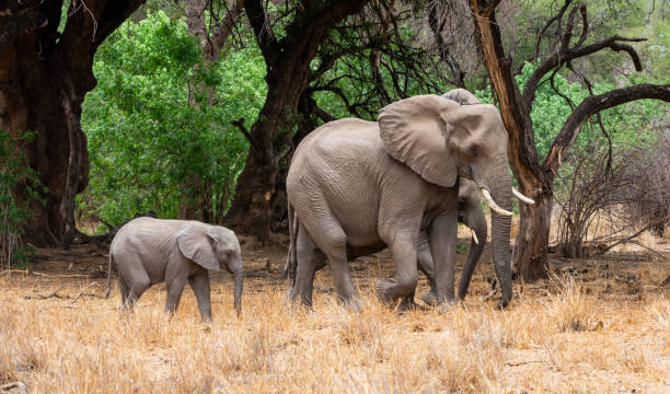 istock African Elephant Mother And Calf 1072052074