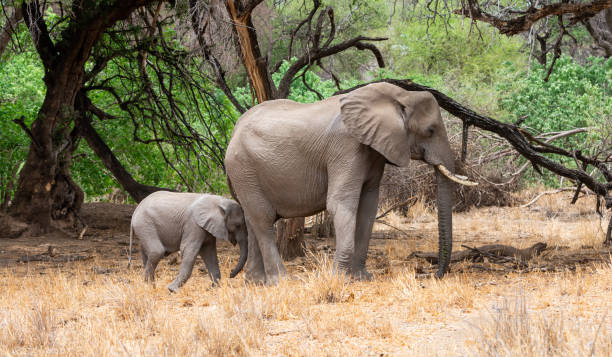 istock African Elephant Mother And Calf 1072053688