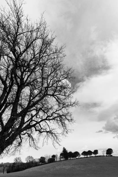 istock Bare trees in the countryside, black and white landscape 1072054286