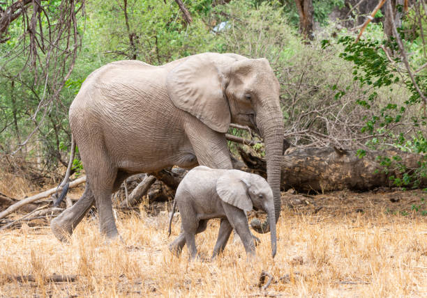 istock African Elephant Mother And Calf 1072054578