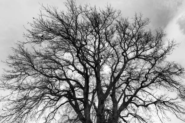 istock Bare trees in the countryside, black and white landscape 1072054650