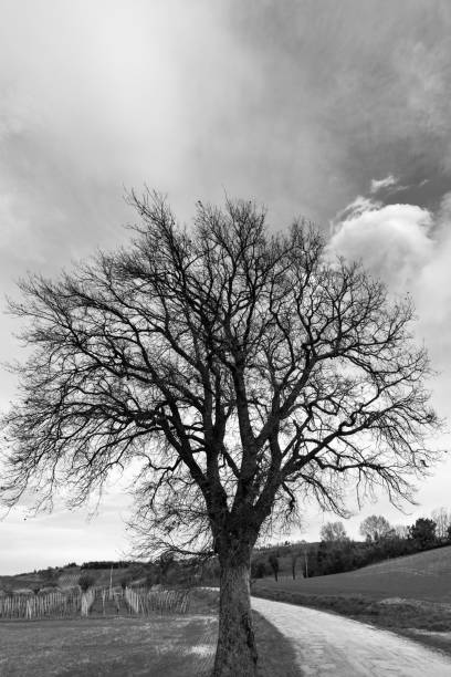 istock Bare trees in the countryside, black and white landscape 1072056096