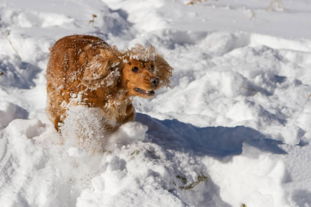 istock cheerful spaniel in deep snow with ears in different directions 1072056744