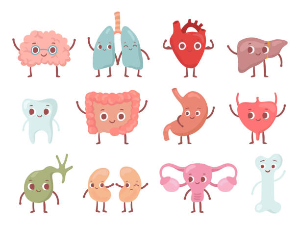 zdrowy narząd biologiczny. uśmiechnięte płuco, szczęśliwe serce i zabawny mózg. uśmiech narządów kreskówka izolowany zestaw wektorowy postaci - tooth character stock illustrations