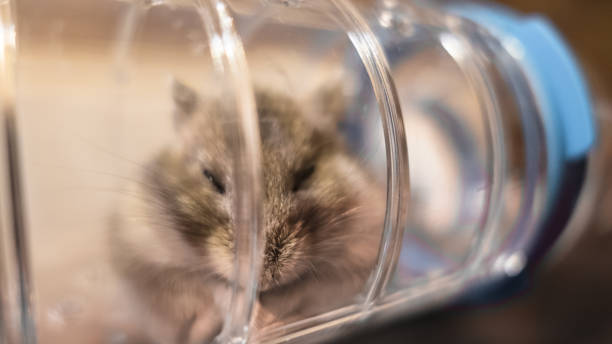 istock Hamster peeking from inside a transparent plastic tube 1072058236