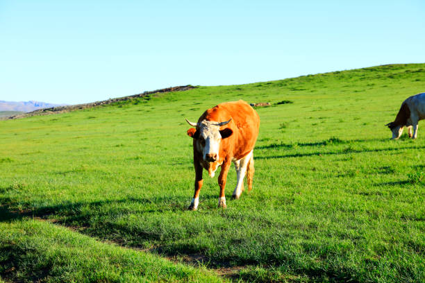 A few cows grazing on the slopes