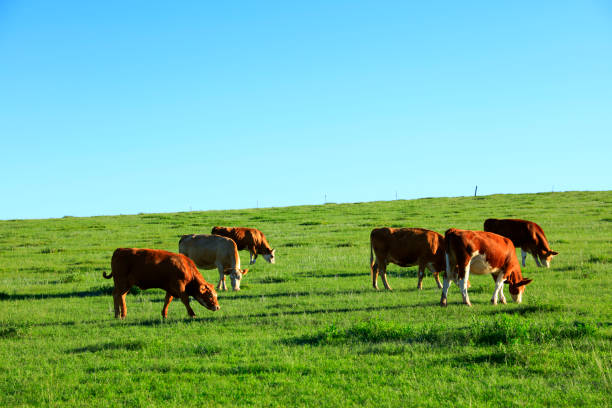 istock A few cows grazing on the slopes 1072058566