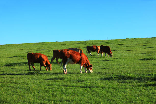 istock A few cows grazing on the slopes 1072058570