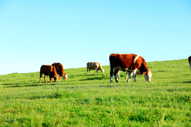 istock A few cows grazing on the slopes 1072058728