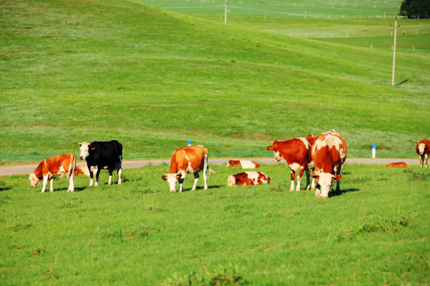 A few cows grazing on the slopes
