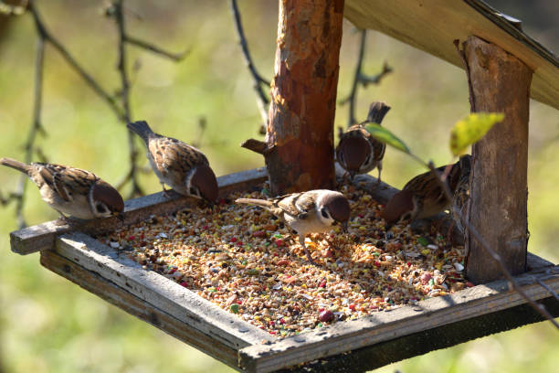 istock herd of sparrow bird eating seeds from the rack feeder 1072060324