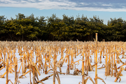 A field of corn has been harvested leaving just the corn stalk stubble. The field is covered in snow. There is a evergreen pine forest in the background. There is copy space at the top of the image in the clouds.