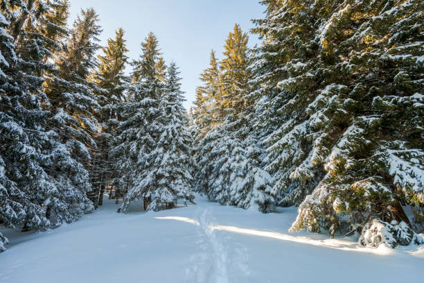 istock Tall fir- trees covered with thick snow under blue sky on sunny cold day. Christmas greeting card. 1072060894