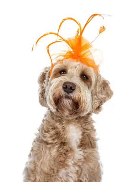 Young adult golden Labradoodle dog on a white background.