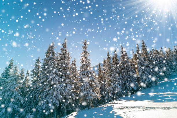 Fairy tale winter landscape. Pine trees with snow and frost on mountain slope lit by bright sun rays on blue sky and falling snowflakes copy space background. Happy New Year and merry Christmas card. paisaje de cuento de hadas del invierno. pinos con nieve y escarcha en la cuesta de la montaña iluminada por los rayos de sol brillante en cielo azul y copia de los copos de nieve cayendo fondo del espacio. feliz año nuevo y feliz navidad tarjeta.