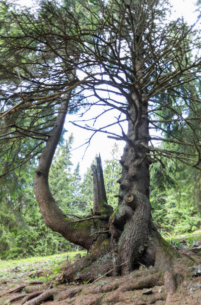 istock Unusual tree in the forest. Double tree. A tree with big roots. 1072068368