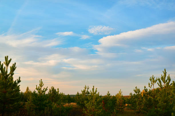 Young spruce, pine forest against the blue sky with clouds. Nature, landscape.