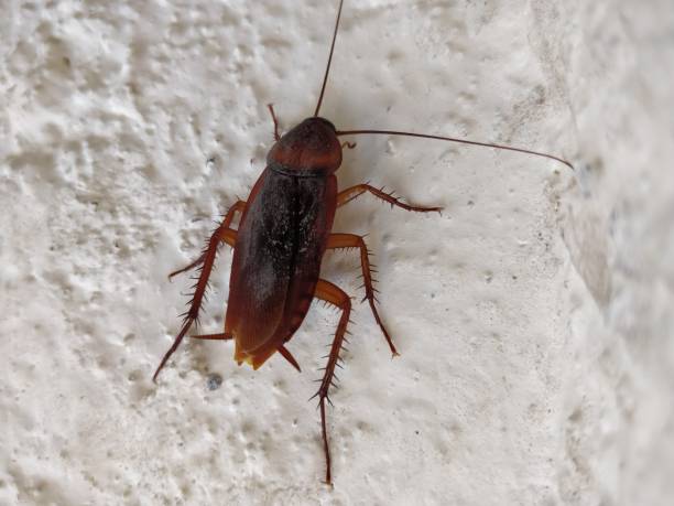istock Close-up of Indian Cockroach on wall 1072073752
