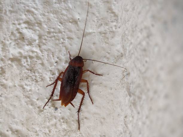 istock Close-up of Indian Cockroach on wall 1072073776