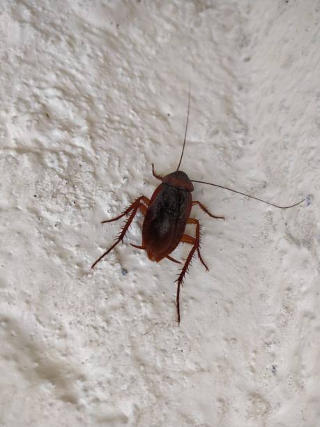 istock Close-up of Indian Cockroach on wall 1072073834