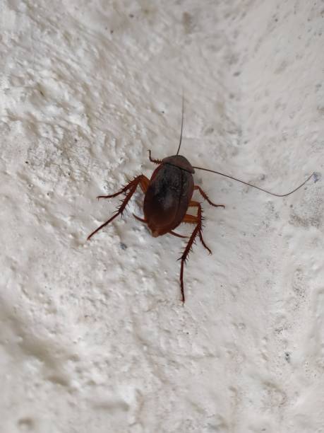 istock Close-up of Indian Cockroach on wall 1072073844