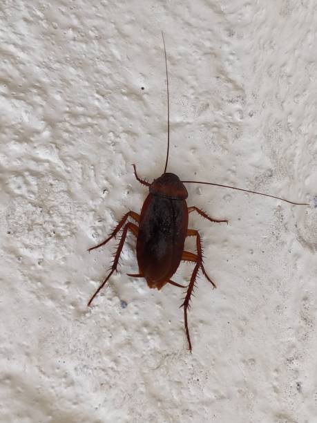 istock Close-up of Indian Cockroach on wall 1072073884
