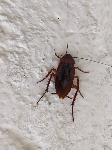 istock Close-up of Indian Cockroach on wall 1072074114