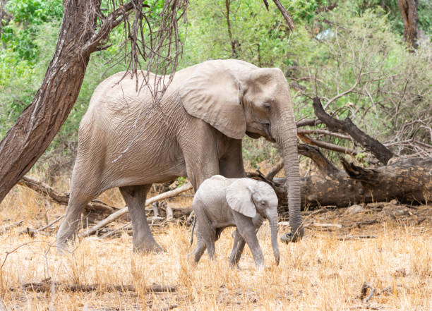 istock African Elephant Mother And Calf 1072076120