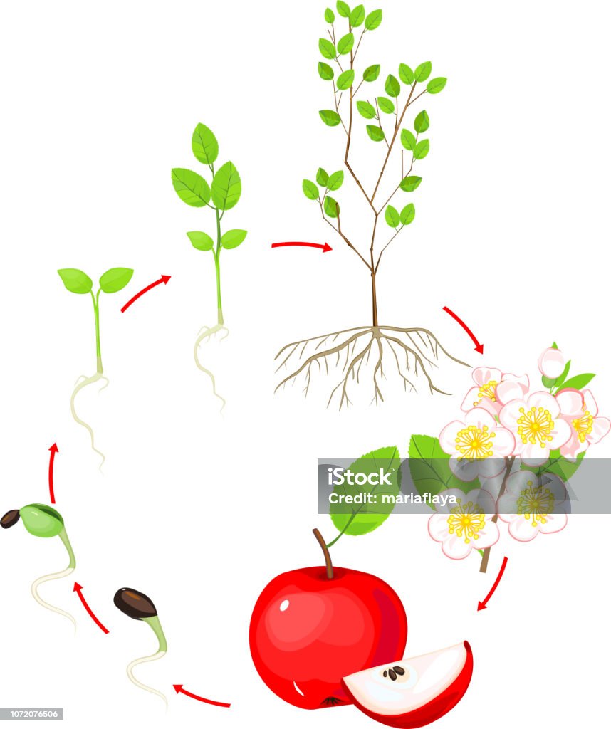 Vòng Đời Của Cây Táo Giai Đoạn Tăng Trưởng Thực Vật Hình minh họa ...