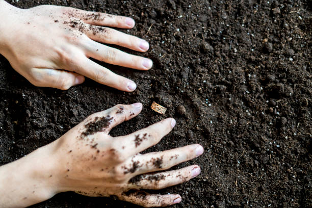 istock finding a precious golden ring in the soil ground f 1072079240