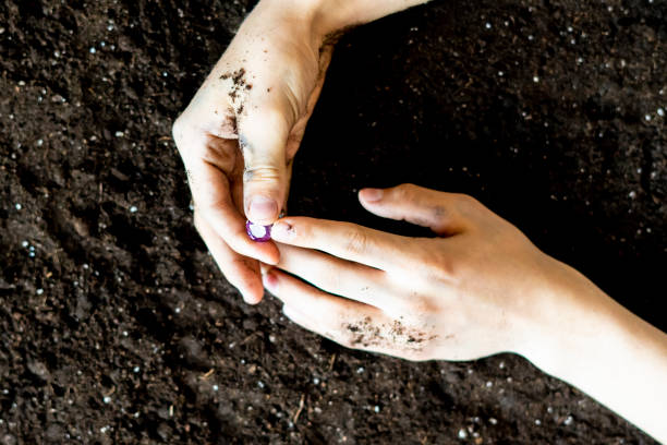 istock searcher hands holding a diamond in the soil ground f 1072079270