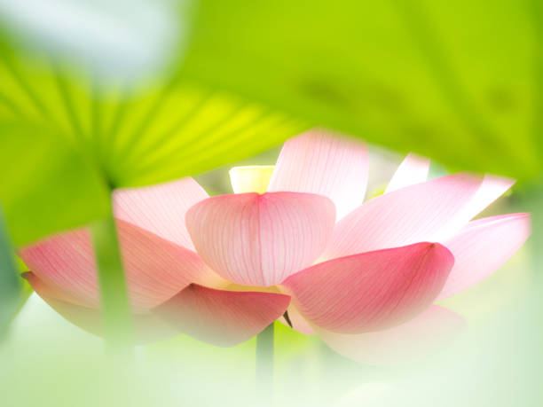 pink lotus flower in the pond - single flower macro lotus close up imagens e fotografias de stock