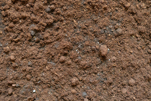 istock organic soil background texture f 1072079822
