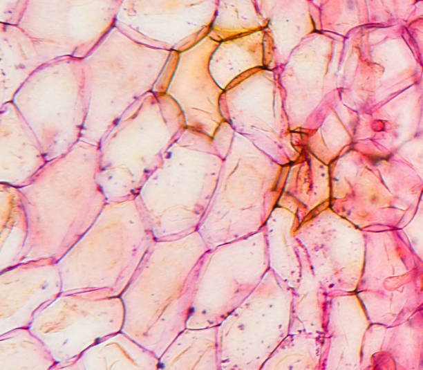 istock Microscopic preparation, photo taken in an amateur laboratory studio 1072082276