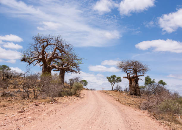 Baobab Trees By the Road A Limpopo landscape with Baobab trees in South Africa bushveld photos stock pictures, royalty-free photos & images