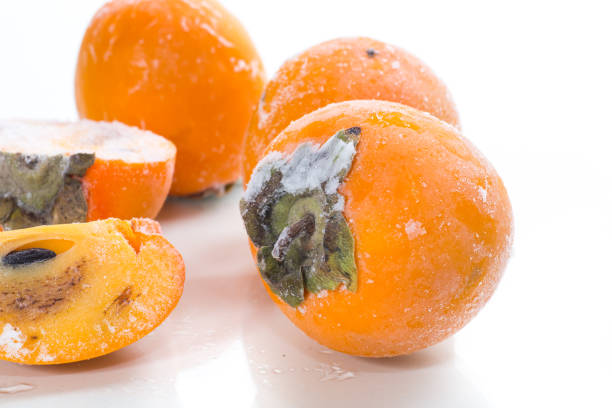frozen ripe persimmon in ice isolated on white background