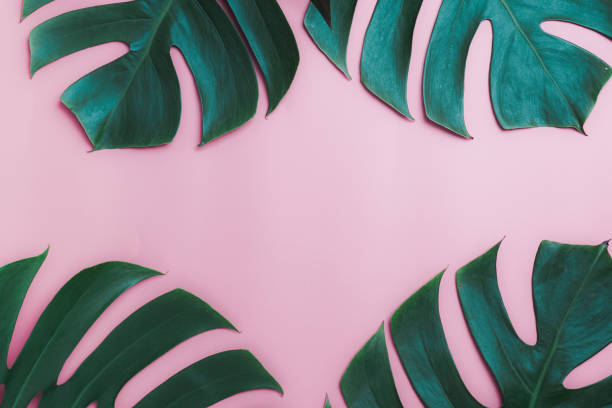 istock Aromatherapy  product  Spa set, flat lay composition.Tropical leaf concept style., massage with pink background. top view.Monstera leaves template, tropical summer fashion background. 1072085204
