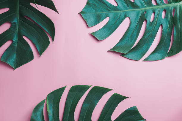 istock Aromatherapy  product  Spa set, flat lay composition.Tropical leaf concept style., massage with pink background. top view.Monstera leaves template, tropical summer fashion background. 1072085214