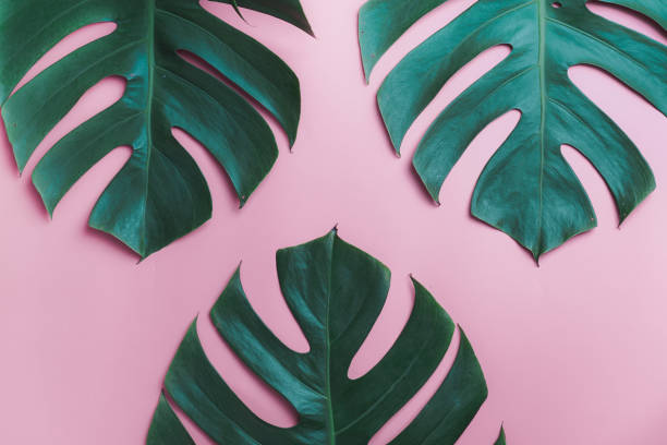 istock Aromatherapy  product  Spa set, flat lay composition.Tropical leaf concept style., massage with pink background. top view.Monstera leaves template, tropical summer fashion background. 1072085222