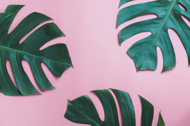 istock Aromatherapy  product  Spa set, flat lay composition.Tropical leaf concept style., massage with pink background. top view.Monstera leaves template, tropical summer fashion background. 1072085234