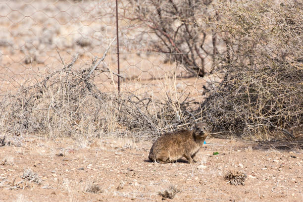 istock Kerodon big mouse in a street 1072085858