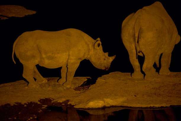 istock Rhinos drinking water at night 1072087190