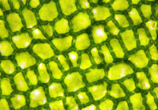 istock Plant tissue, photo taken in the laboratory under a microscope 1072087442