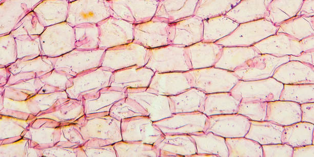 istock Microscopic preparation, photo taken in an amateur laboratory studio 1072087592