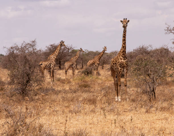 istock Four of a kind 1072089962