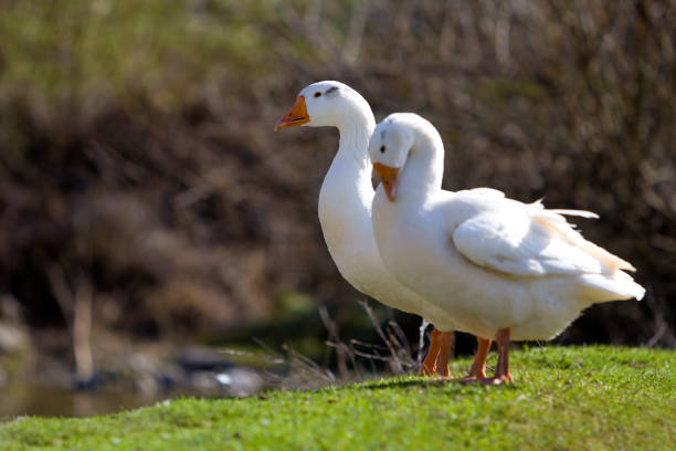 istock Two white big geese peacefully standing together in green grassy meadow with dark blurred forest behind on bright sunny day. Beauty of birds, domestic poultry farming and wild life protection concept 1072090190