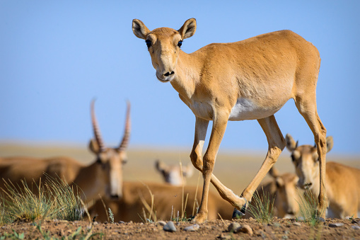 Wild saiga antelope (saiga tatarica) in steppe of Kalmykia