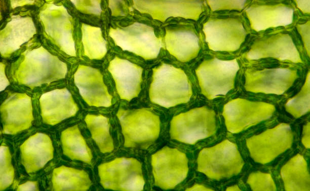 istock Plant tissue, photo taken in the laboratory under a microscope 1072093190